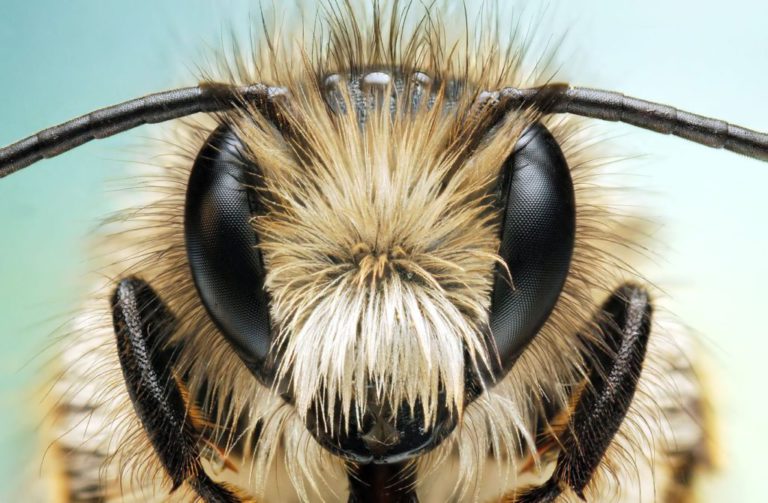 Глаза пчелы фото
